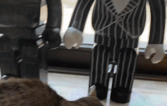 [daniel.k.here] catstagram