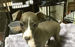 졸귀 스타견 이옥두 짤 푼다