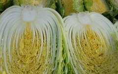 농사꾼,덜,,오늘,재,배한 배추 함 보,고 가슈^^*