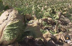 배추가 시들어서 슬프네요