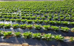 이건 뭘까 진짤까