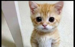 사담)고양이구경중