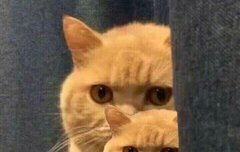 너네 지금 알페스 어떻게 해