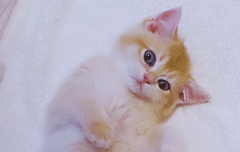 사담)萝卜는猫耳朶먹어봤니?