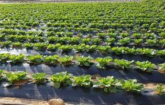 내가 보고싶어서 쓰는 덩케