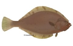 가자미덜 사진이 다...