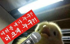 엔터에 잘못올려서 쪽팔린 가자미연령대조사