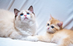 사담)the unbirthday song