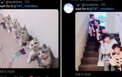 하앙 냥이들 보고가겠니