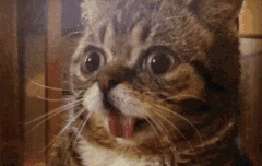 4시간후 하라메 흐아