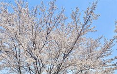 카이로스 미쳤네