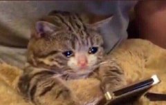 얘들아우리조만간 컴백할듯 ㅜㅜㅜㅜ