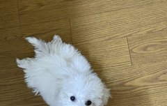 대갈님 new 사진