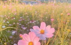 [에미의 공지] 시에미로써 지켜야할것