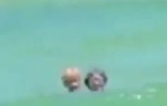 저화질의 금색과 은색