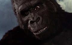 킹콩짤 구해옴 놀랄수도 있어 조심