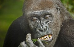 킹콩들.. 우리 셀카가져왔어