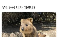 아니 틧터에서 누가 이거 런진이랑 지송이라는데