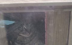 내새기 아주 귀엽지요~