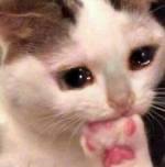 ㅅㄷ) 현생이 너무 더 바빠졌어...