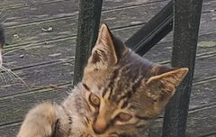 이족보행 고양이