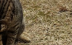 ㅅㄷ) 얘들아 아기야옹이 쥐잡았다