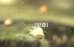 처음에 뒤에 큰 달팽이 못 보고