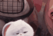 숑여 쿵여 도여 치폰여 다  나타나자