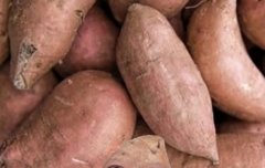 고구마를 너무 사랑해서