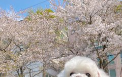 뽀글이 너무 너무 귀엽다