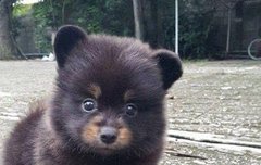 치타사진 올리는 찌찌야 거마버 너무 힐링임