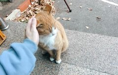 ㅅㄷ 이거 일코짤 ㄱㄴ??