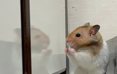 멤놀에서 많이 만나던데