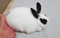 난 확실히 큐티한 애들이 넘좋다ㅠ