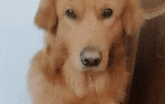 어떻게 안 먹을 수가 있어?! 'ㅇ'