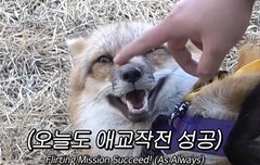 동물농장보는데 정우영이 겹쳐보이면