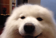 다들 본진의 어떤 (아니더라도)