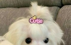 이 말티즈 누구지?