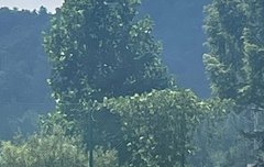 원더케이에서 하는거니까