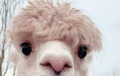 아니 최승현이랑 존똑