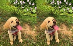 윤호나비는 포기해야겠어