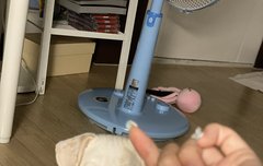 우리강아지 보구가