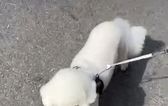 비비 혓바닥젤리 내밀고 걸어댕겨