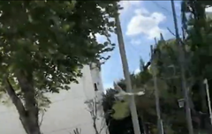 비둘기 나만 웃기냐