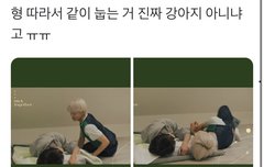 형아 따라 눕는 강아지