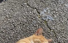 이거 겁나 힐링영상ㅜ