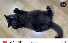 아니 쩐니들아 텐 여동생 고양이 인스타 텐 언급 !!