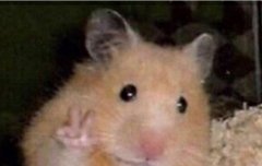 진짜 햄찌 그 자체