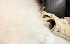 오세훈 인수타 삐삐