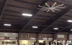 하뉴 쿼악 하네스